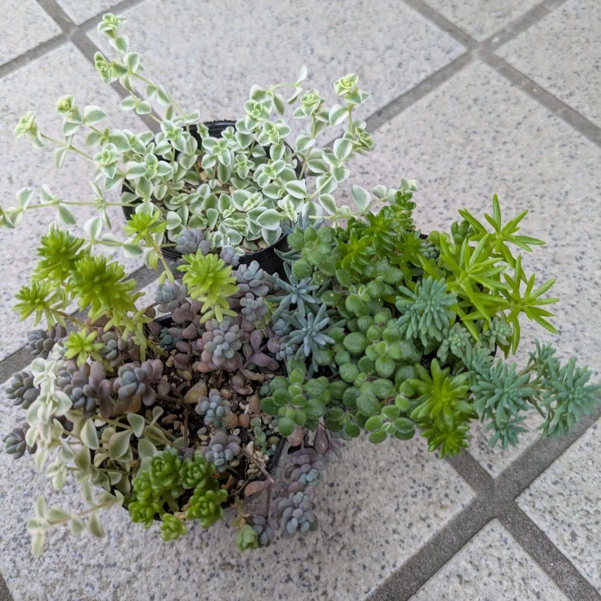 多肉植物　寄せ植え　セダム　パープルヘイズ　50カット 多肉植物 寄せ植え セダム パープルヘイズ 50カット - メルカリ