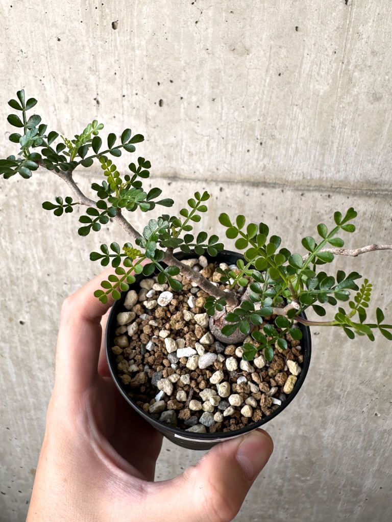 オペルクリカリア パキプス 根挿し ② 鉢ごと発送】オペルクリカリア