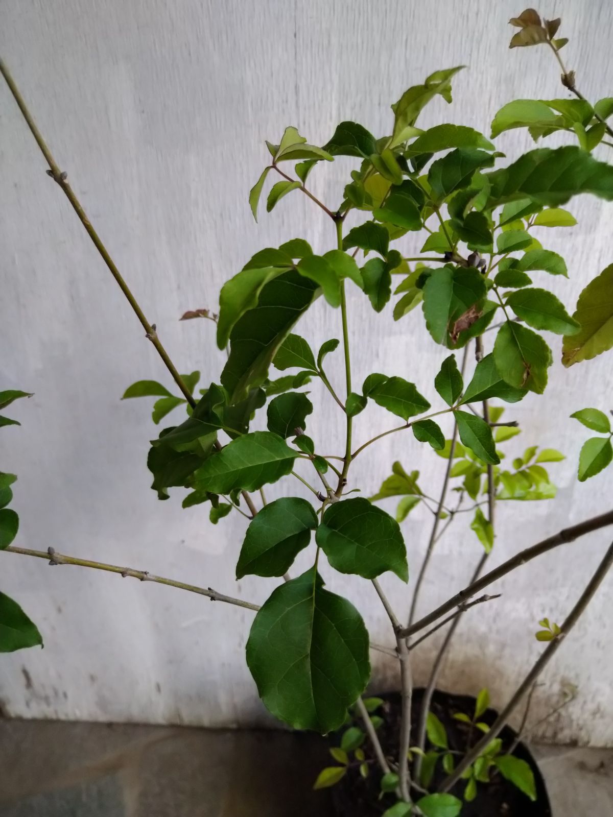 70 山採り アオダモ 70 山採り アオダモ 70 苗木・植木 特大厳選