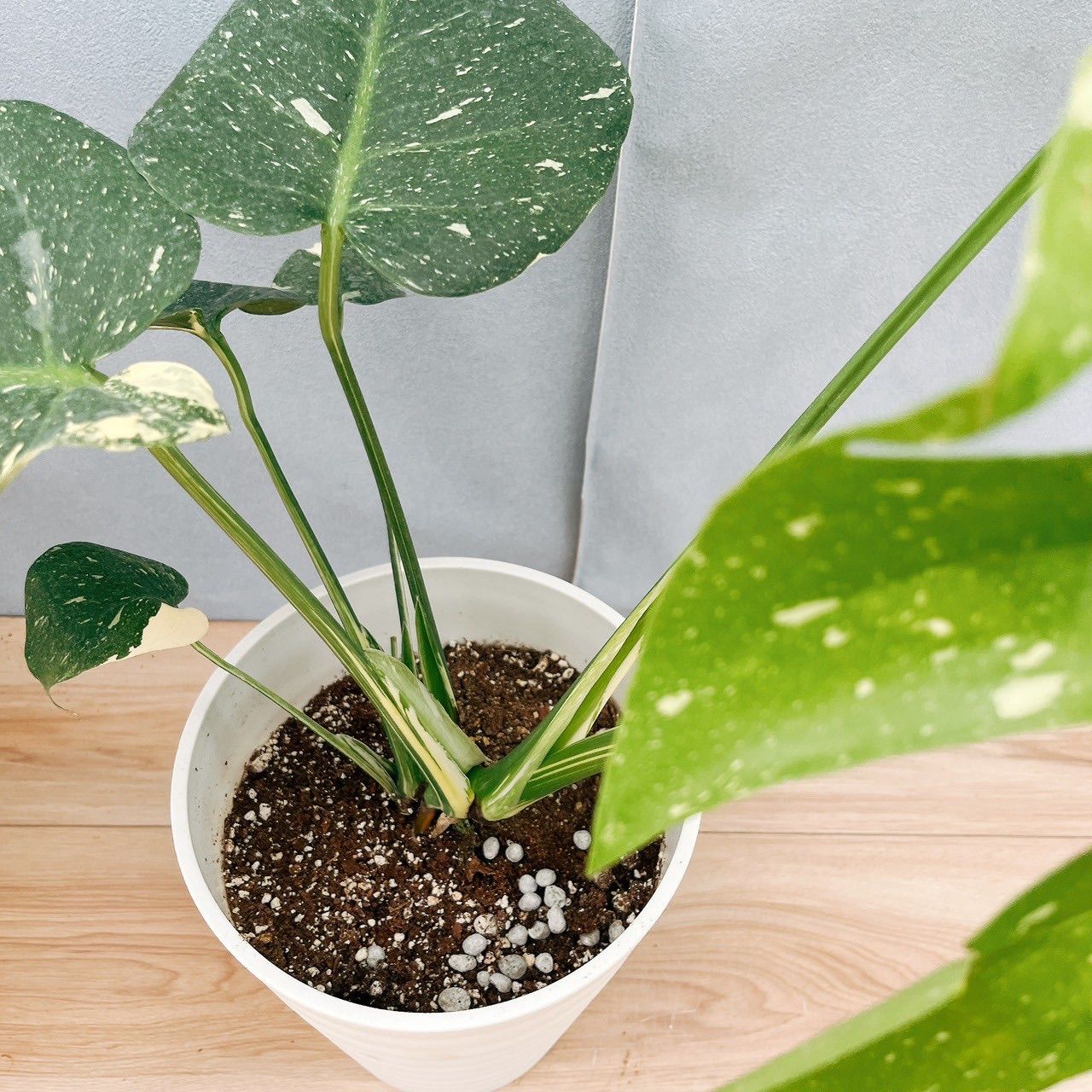 現品］【希少】1番 モンステラ 斑入り 7号 レア 観葉植物 室内 鉢