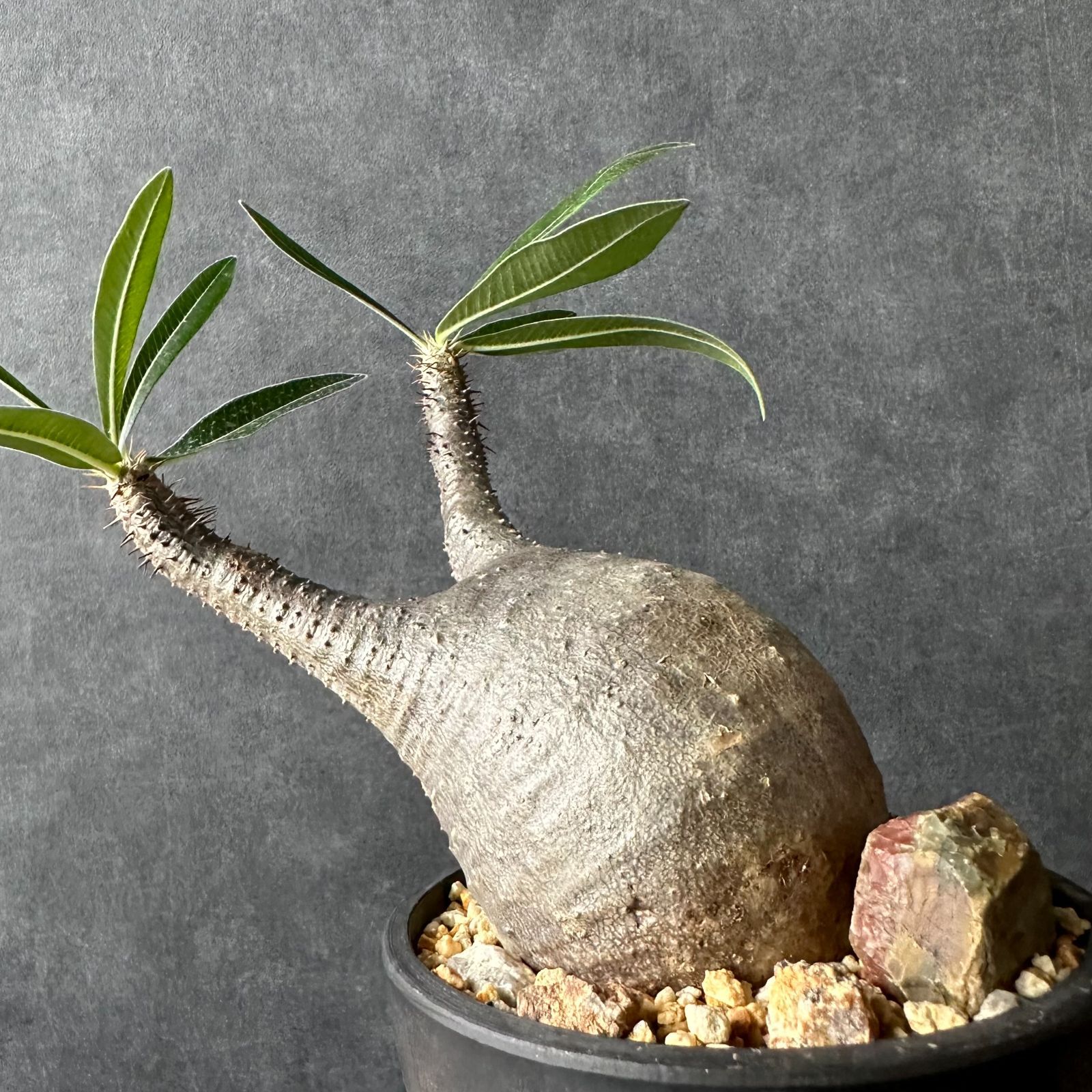 現地球・発根済S】パキポディウム グラキリス ハビタットスタイル 鉢