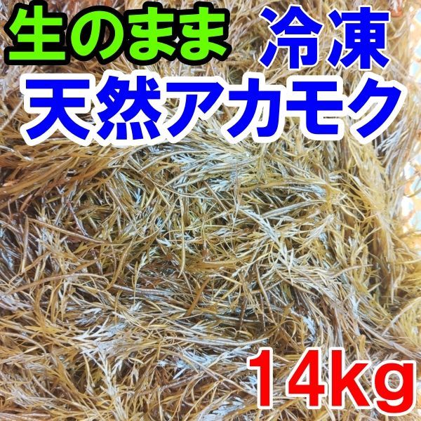 アカモク １４ｋｇ（500ｇ×28袋）【生のまま冷凍小分け品】の完全無添加 ！あかもく ぎばさ ねばねば ネバネバ ギバサ「冷凍アカモク１４ｋｇ（500ｇ×28袋）」【120】