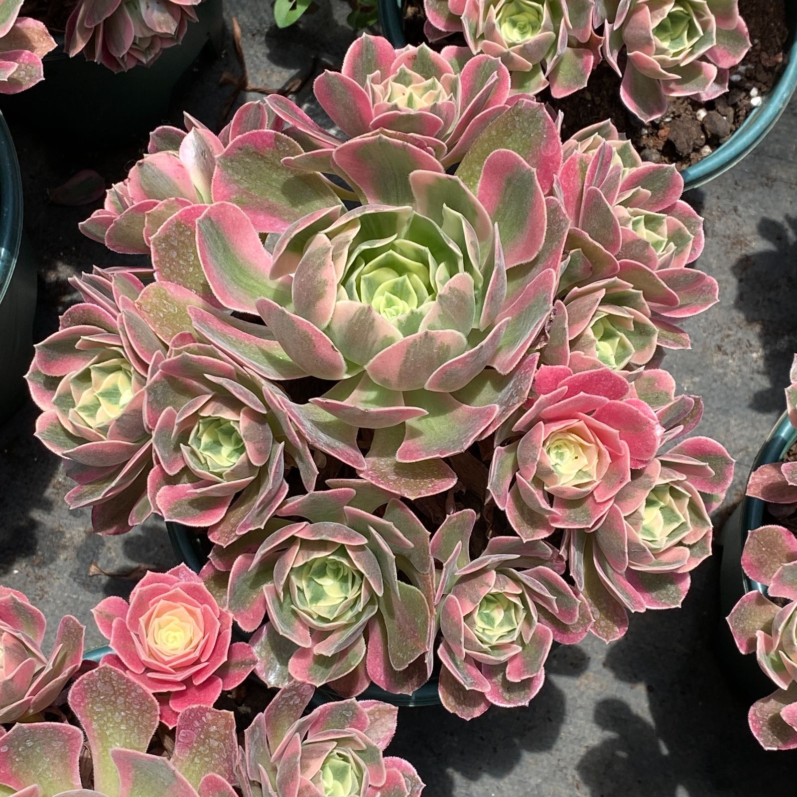 抜き苗 バンシー ZM1506×16株 ふっくら 多肉植物 エケベリア