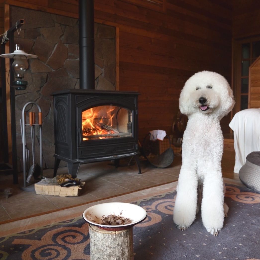 【有名な】 鹿肉 生冷凍 5kg 500g×10 送料無料 ラベルレス 京都産ジビエ ペットフード 無添加 猟師が捕獲から加工