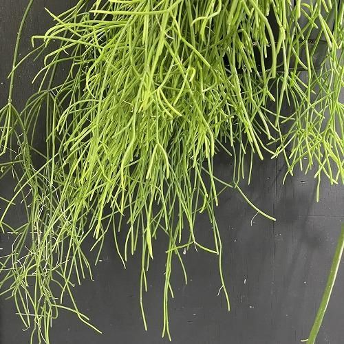 観葉植物 リプサリス カシエロ 5号吊り鉢(個体おまかせ1鉢) rhipsalis cashero ハンギング サボテン 吊るす オシャレ・育てやすい  - メルカリ