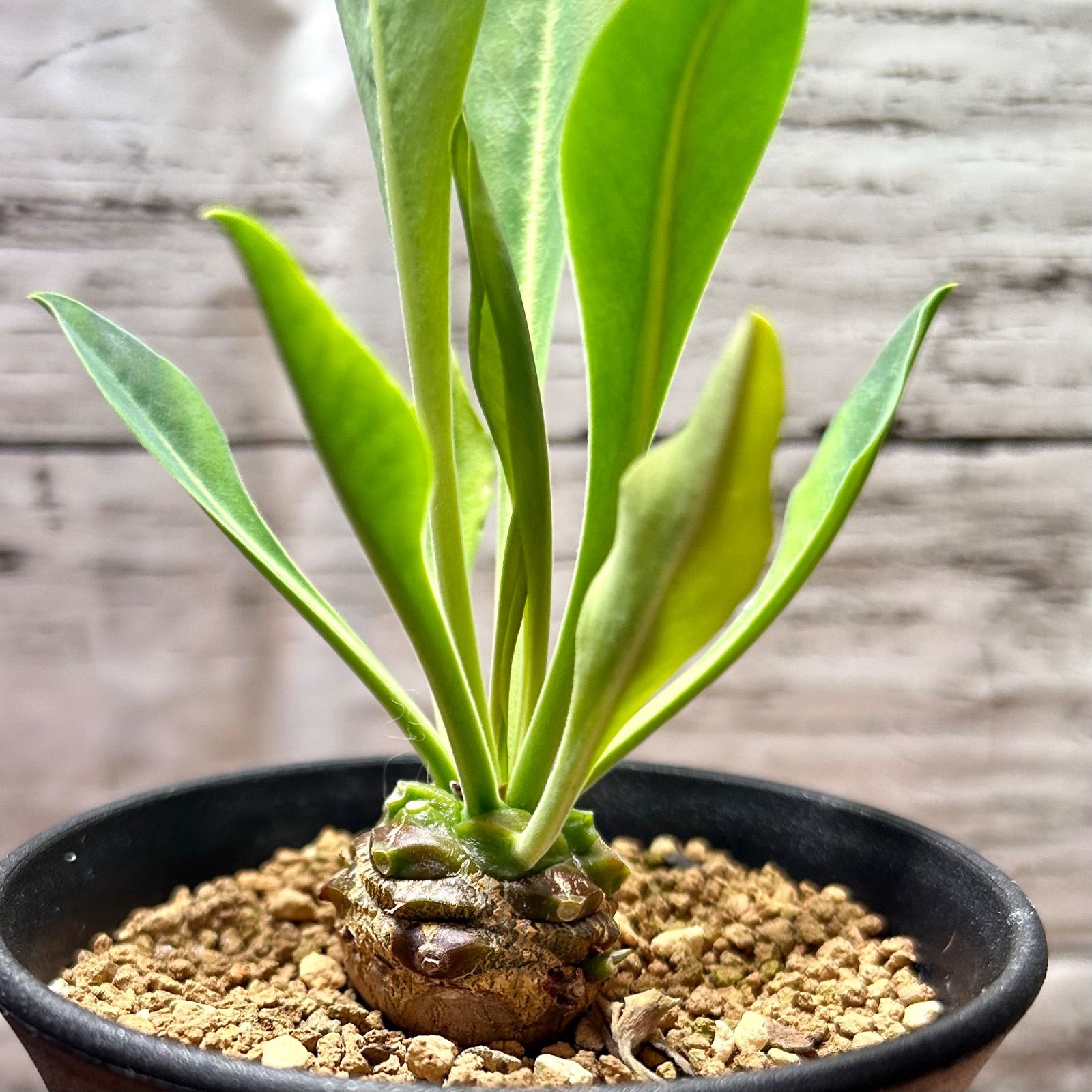 鉄甲丸 (てっこうまる) 雄雌ペア 多肉植物 ユーフォルビア 塊根植物