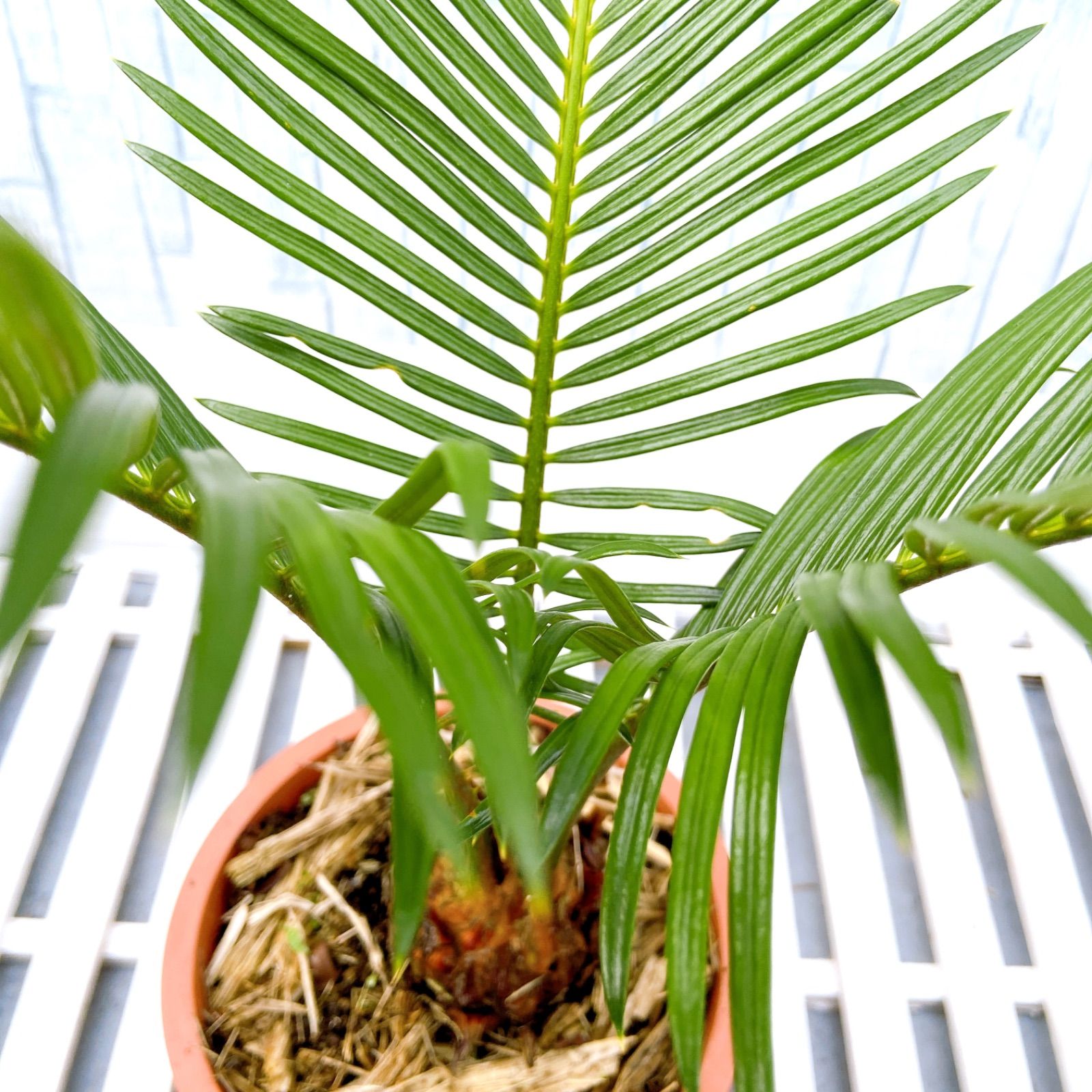 91】ソテツ 蘇轍大株 10号サイズ 観葉植物 南国インテリアに最適