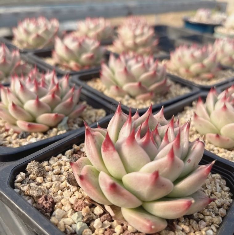 24株の抜き苗セット】モンブラン カラフル 多肉植物 佐川急便