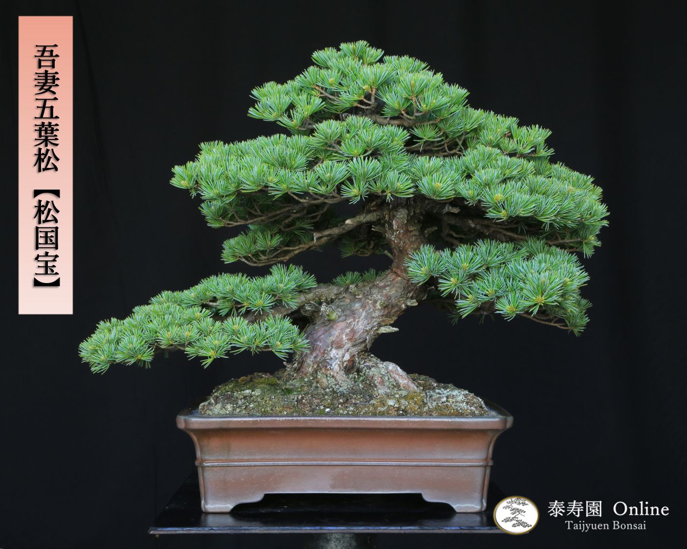 吾妻五葉松 松国宝 ショウコクホウ 大品盆栽 樹齢約45年 佳山鉢 泰寿園 Online 現品 接ぎ木 優良葉性 松 真柏 松柏 室内 鑑賞 趣味 卓上盆栽 盆栽鉢 グリーン 和 ギフト プレゼント 贈答品 誕生日 母の日 父の日 敬老の日 記念日