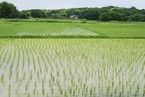 濃厚有機白米あまざけ２５０ｇ×4本 【メール便・送料込み】