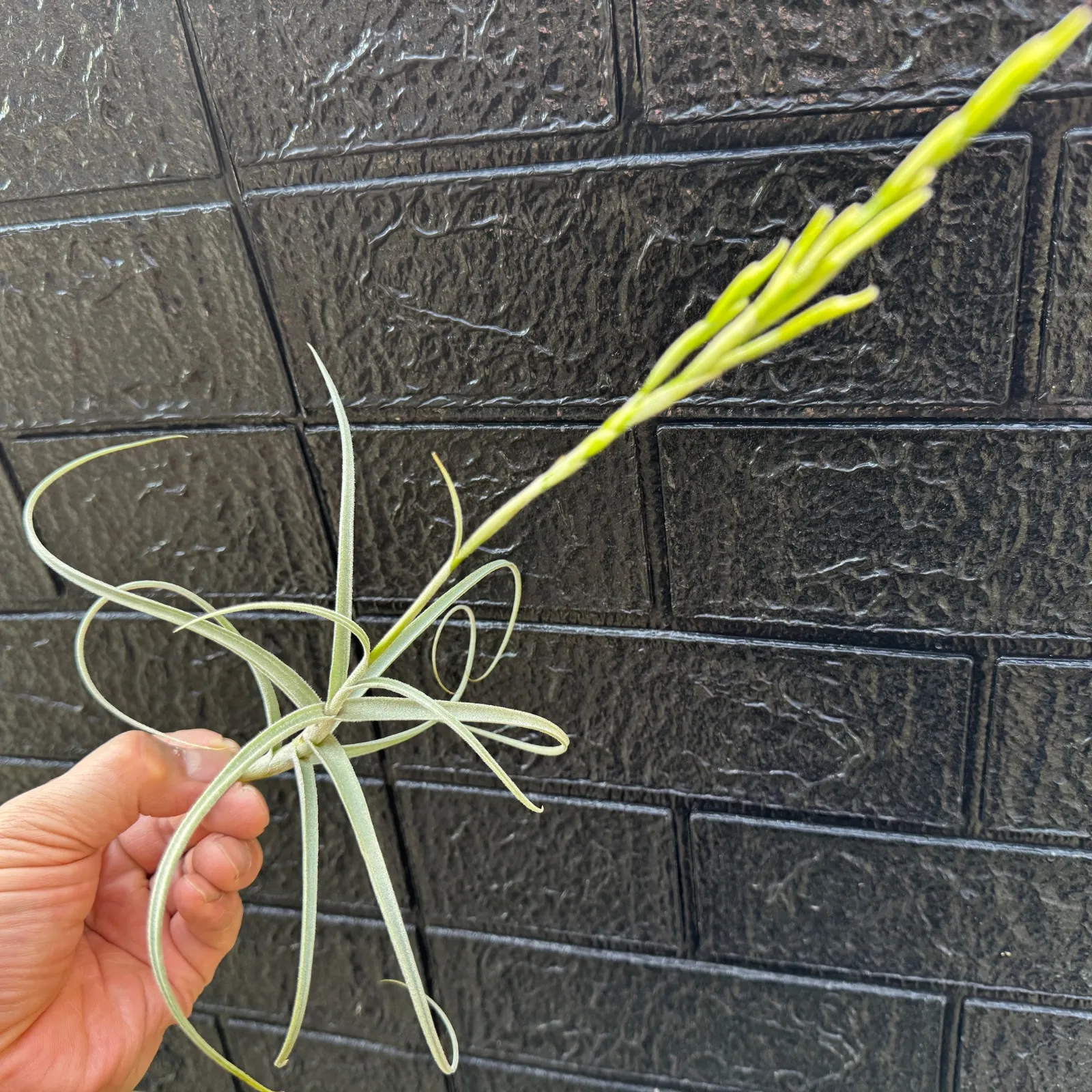 2025年最新】くるりん名札の人気アイテム - メルカリ