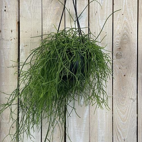 観葉植物 リプサリス カシエロ 5号吊り鉢(個体おまかせ1鉢) rhipsalis cashero ハンギング サボテン 吊るす オシャレ・育てやすい  - メルカリ