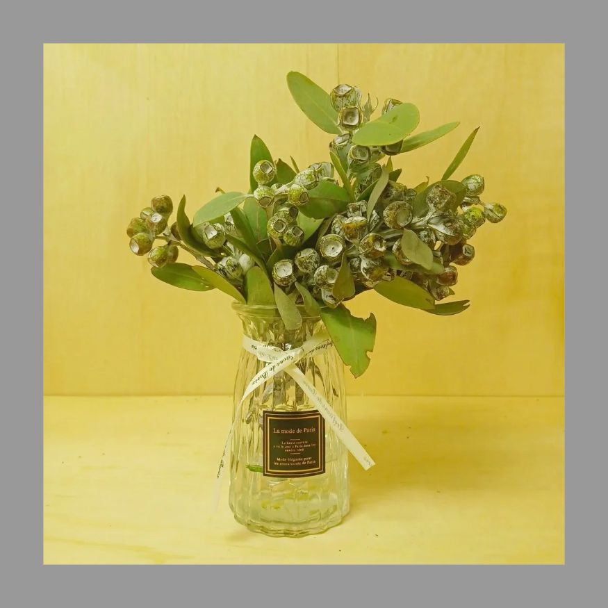 4.テトラゴナナッツ フレッシュ生花 ユーカリ 2.テトラゴナナッツ