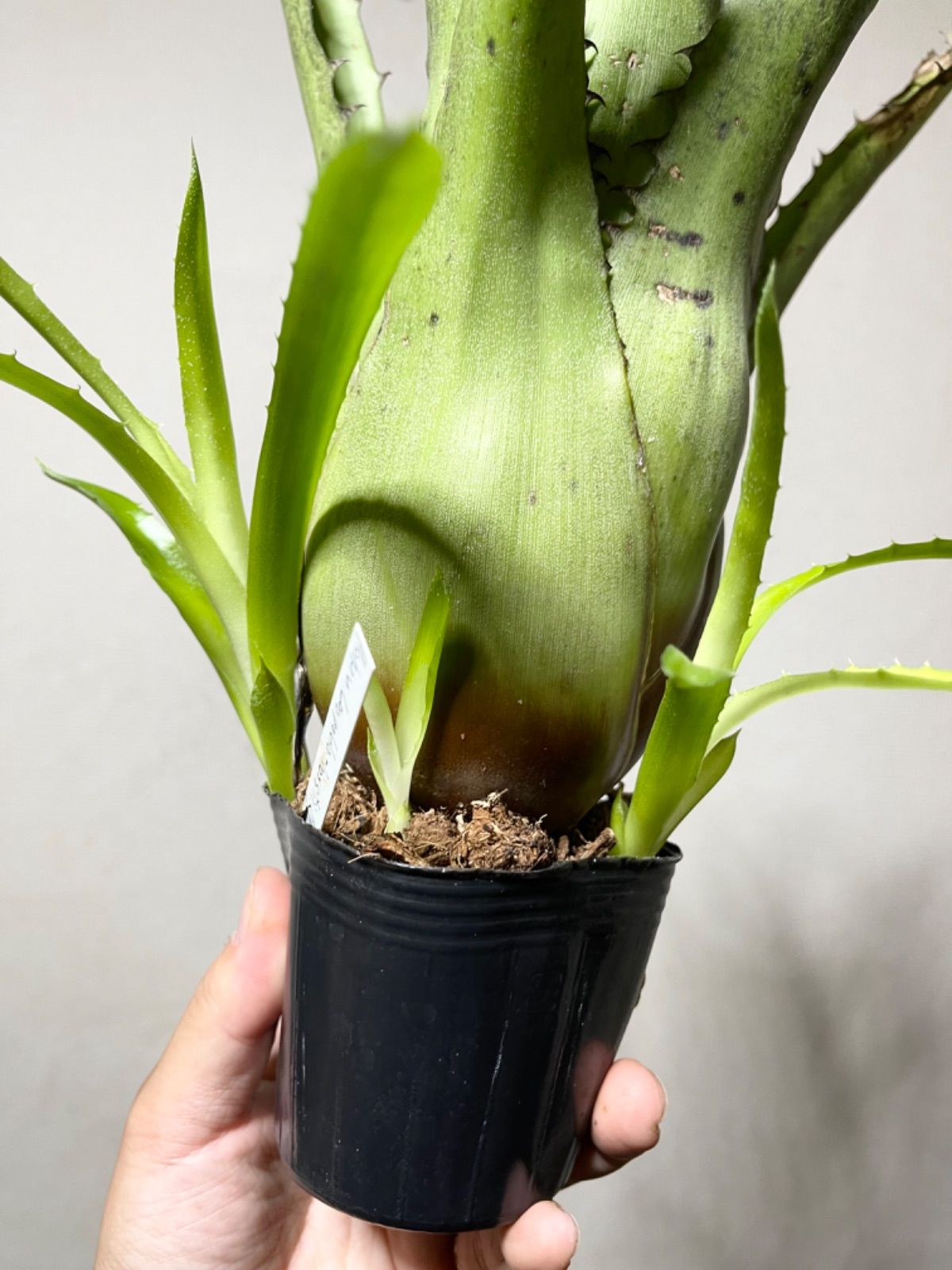 B52 特大 ▽hohenbergia sp357▽ タンクブロメリア ホヘンベルギア