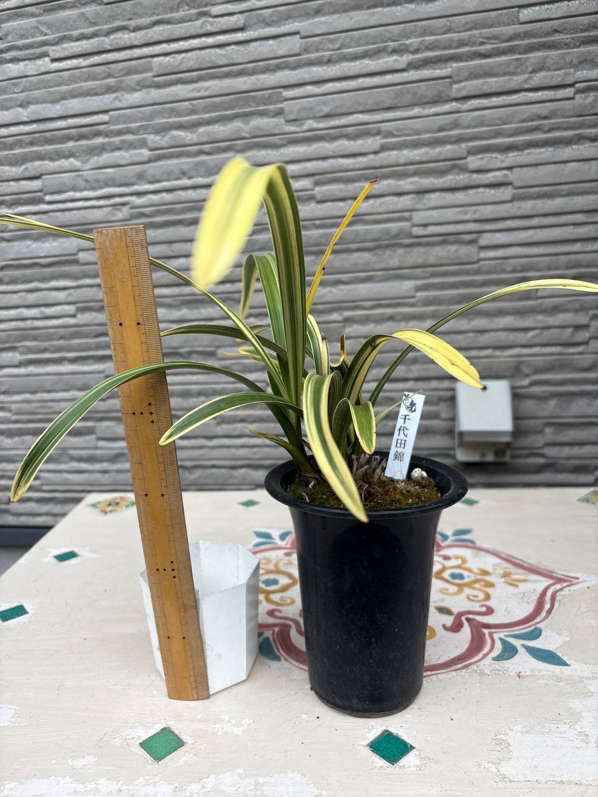 キンリョウヘン原種 4鉢セット キンリョウヘン原種 4鉢セット キンリョウヘン原種 4鉢セット - メルカリ