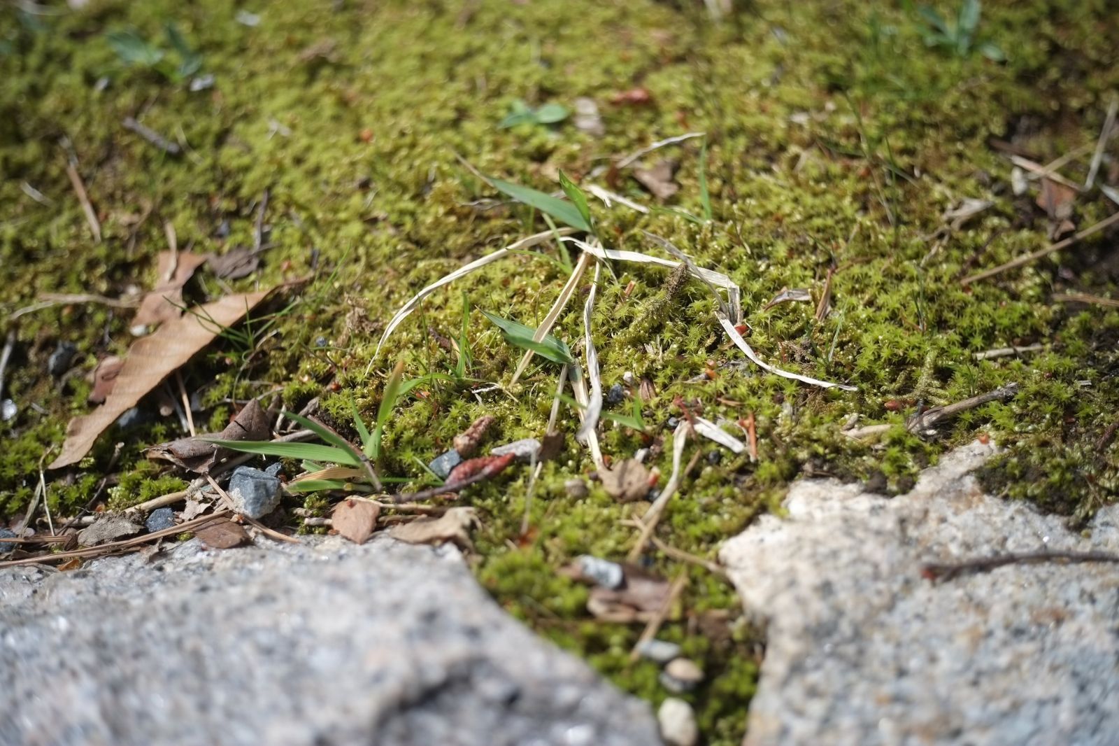 単焦点レンズ 25mm