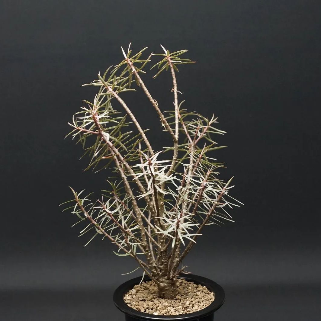 A110【自社養生株】ラフィオナクメ プロクンベンス（現地球・発根株