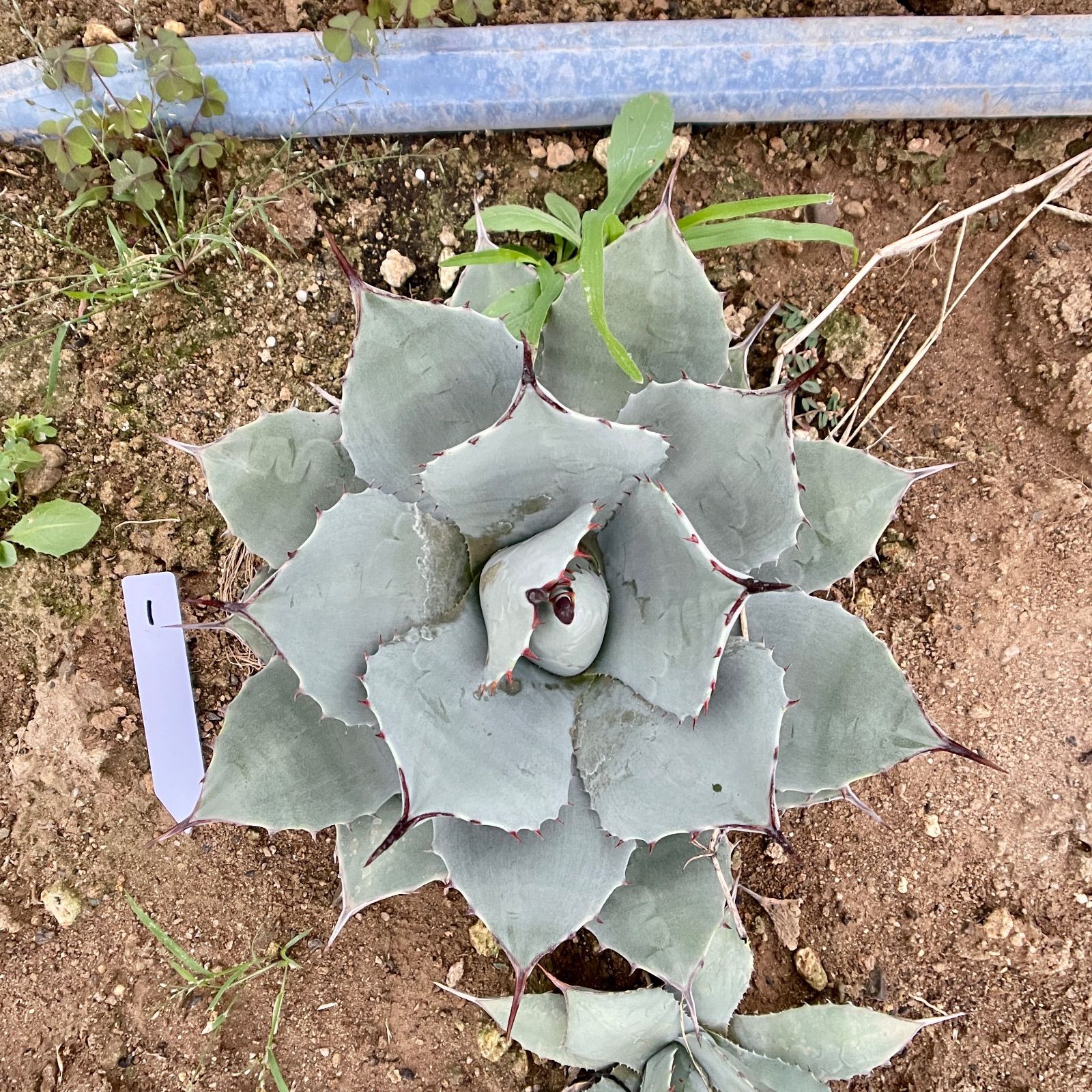 Yahoo!オークション - アガベ パリー トランカータ 子株付き Agave par