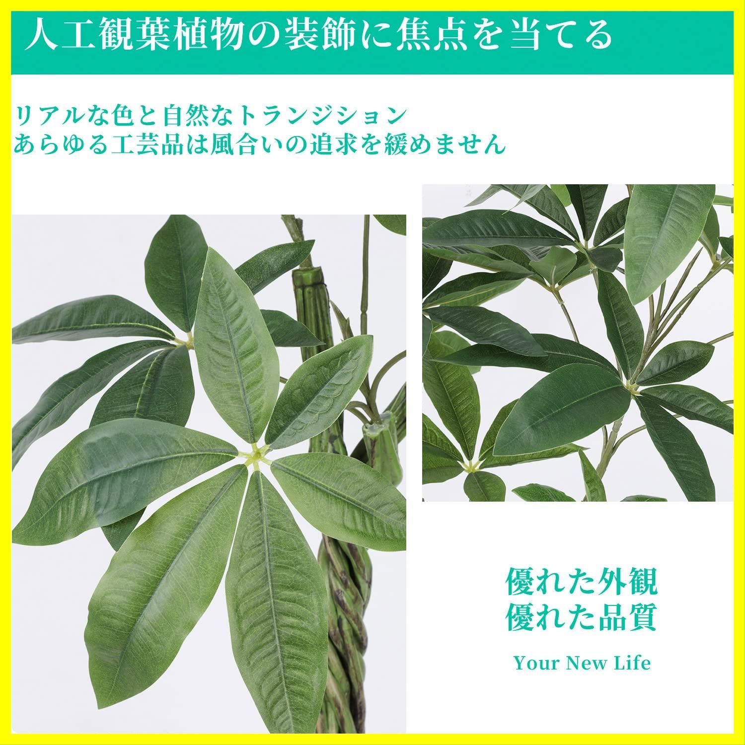屋内 多幸の木
