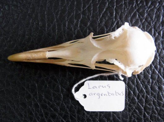 高品質！セグロカモメ Herring gull 頭骨