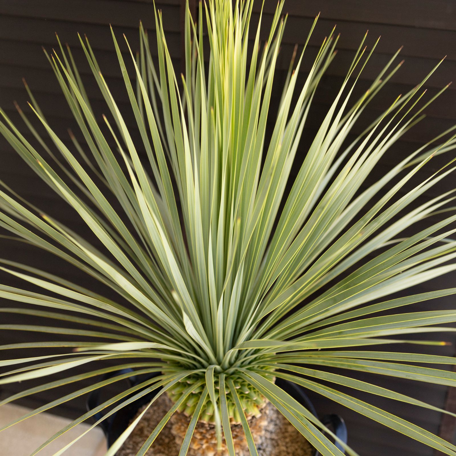 選抜 ユッカ ロストラータ Rostrata 10号 株立ち 観葉植物 シルバー