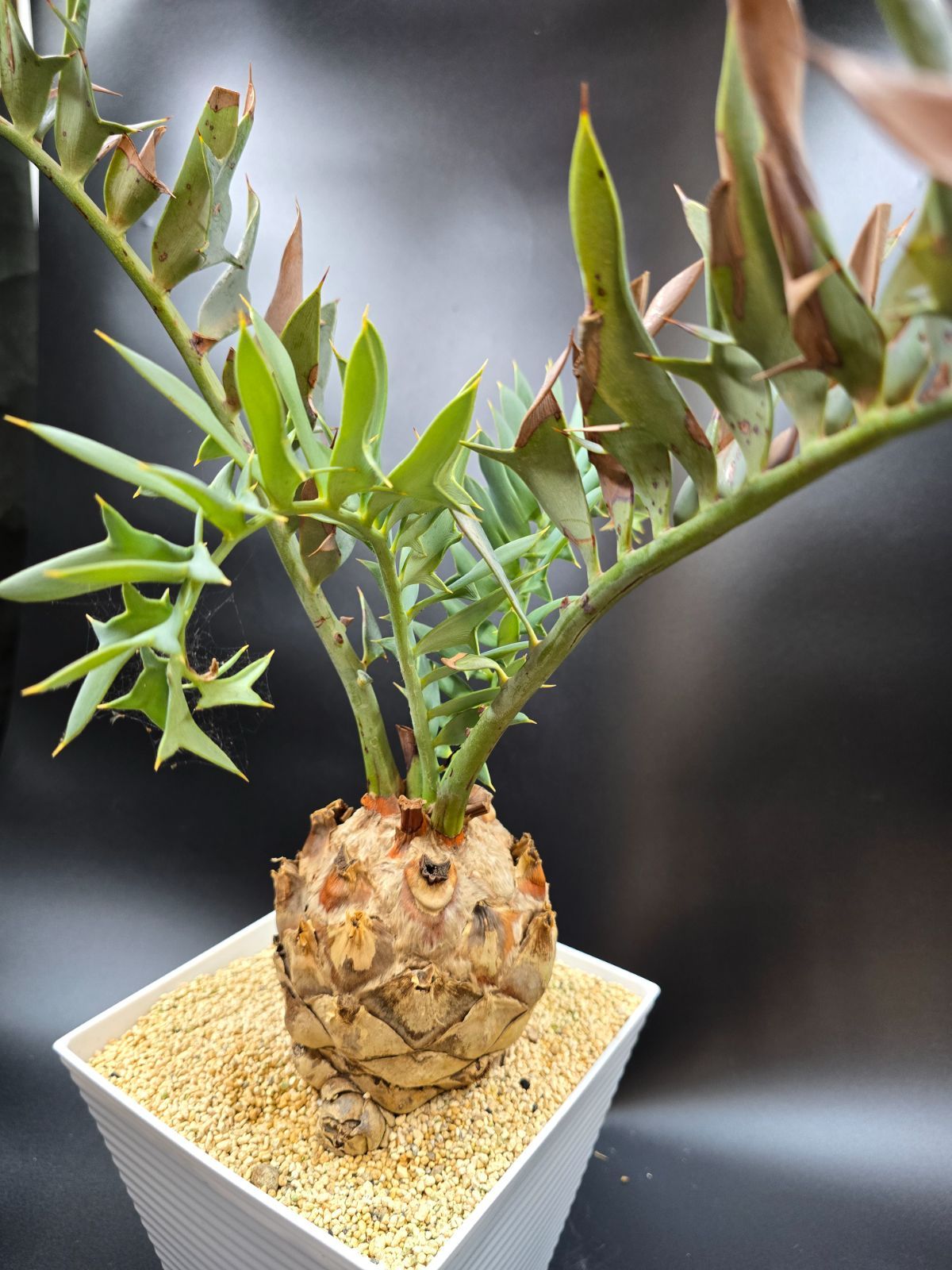【初売りセール】エンセファラルトス ホリダス ドワーフ種子2粒 horridus m57914998095_1.jpg?1722637253
