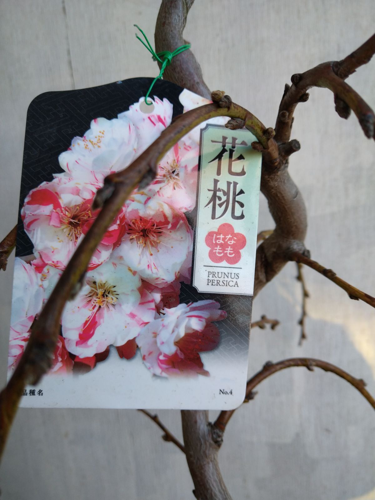 枝垂れ花桃C 【楽天市場】枝垂れハナモモ 【赤花しだれ桃】 1年生接木