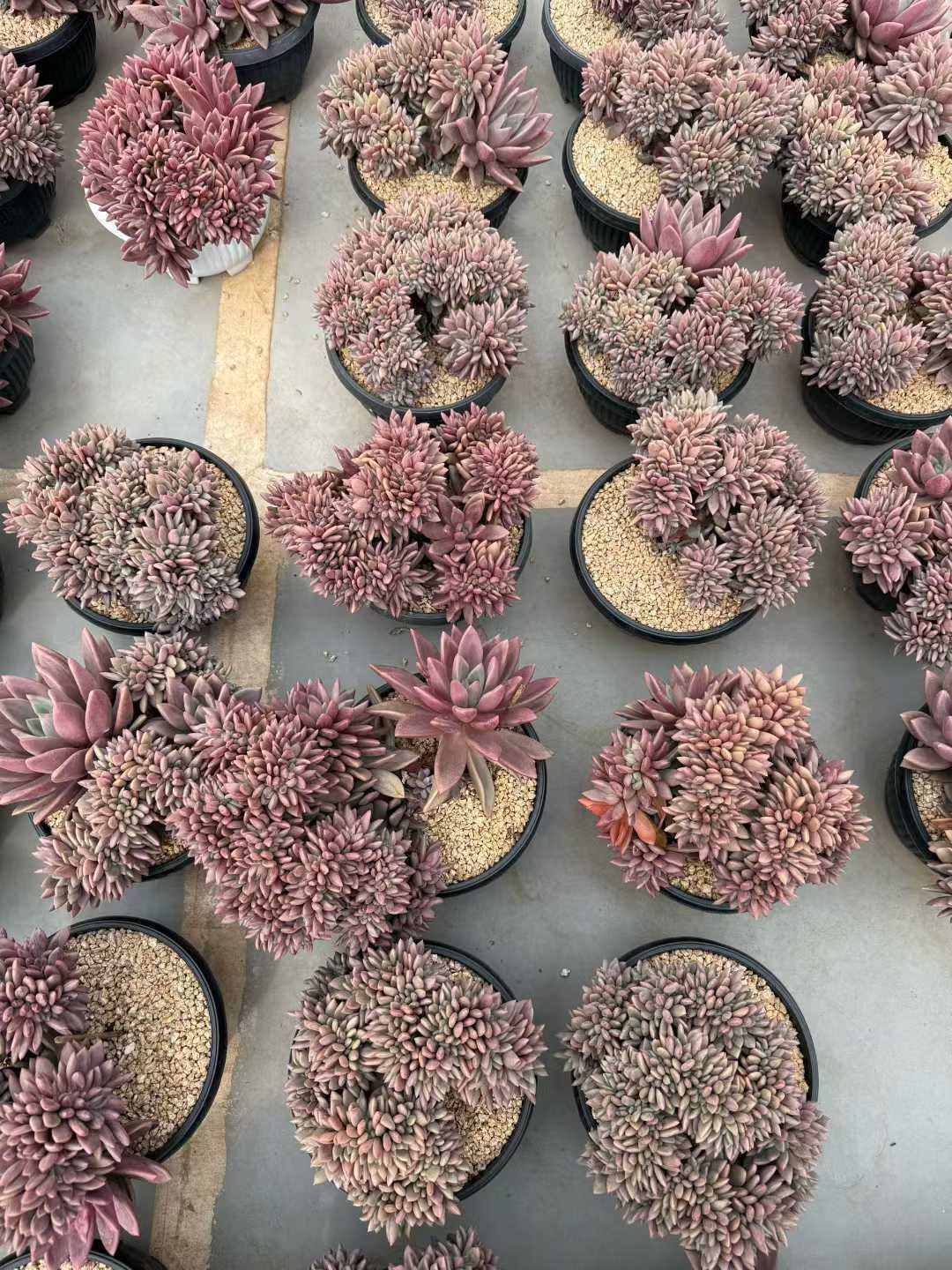 ぽ*ん様 新入荷 ロビン D546×105苗 土付き 多肉植物 エケベリア