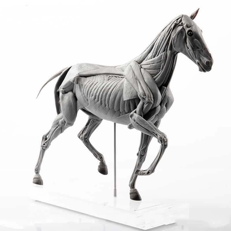 EVO 1|10 サイズ 馬 競走馬 フィギュア 24cm級 動物 筋肉 解剖 医学 科学 芸術 模型