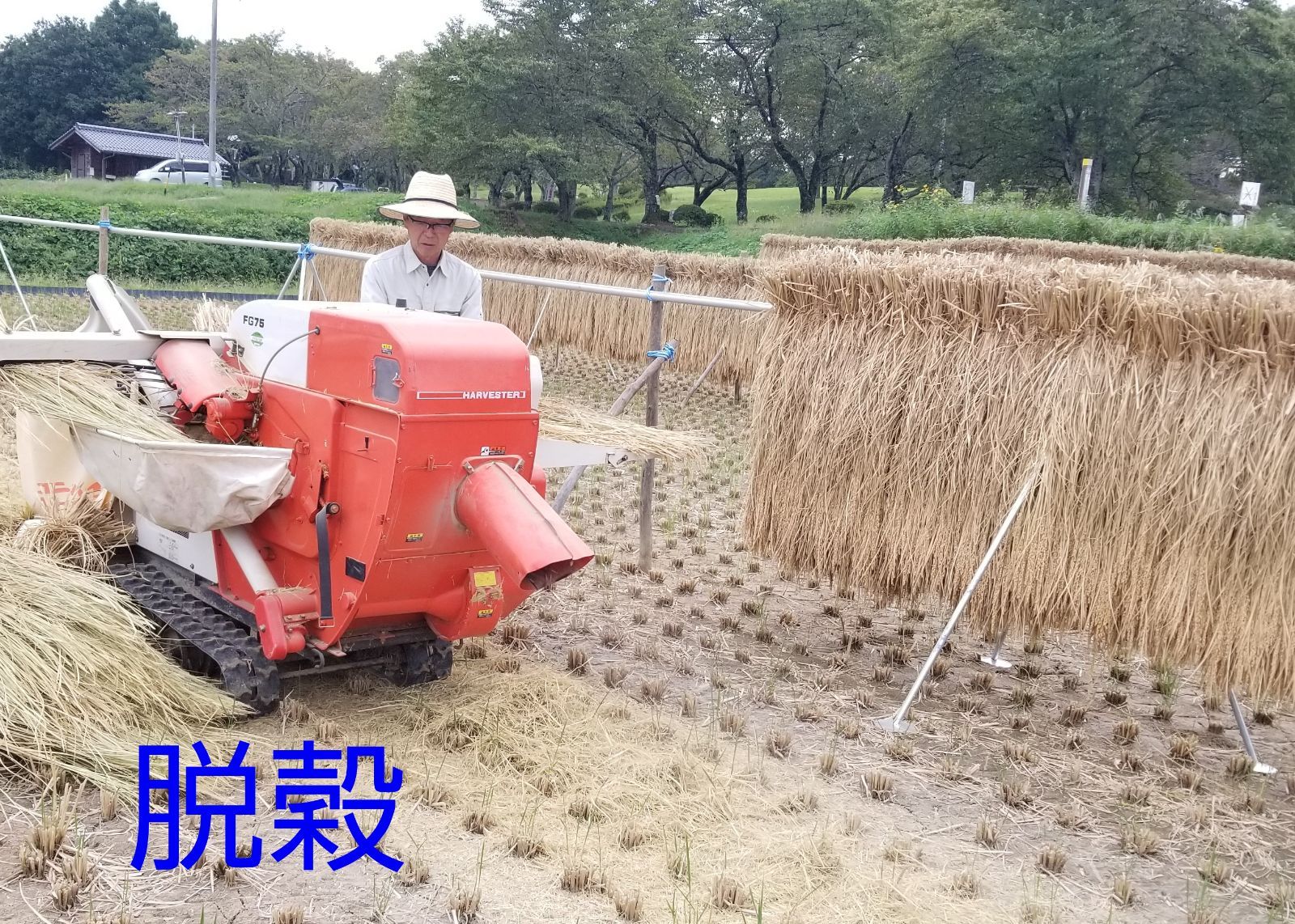特別栽培米 はざ掛け米