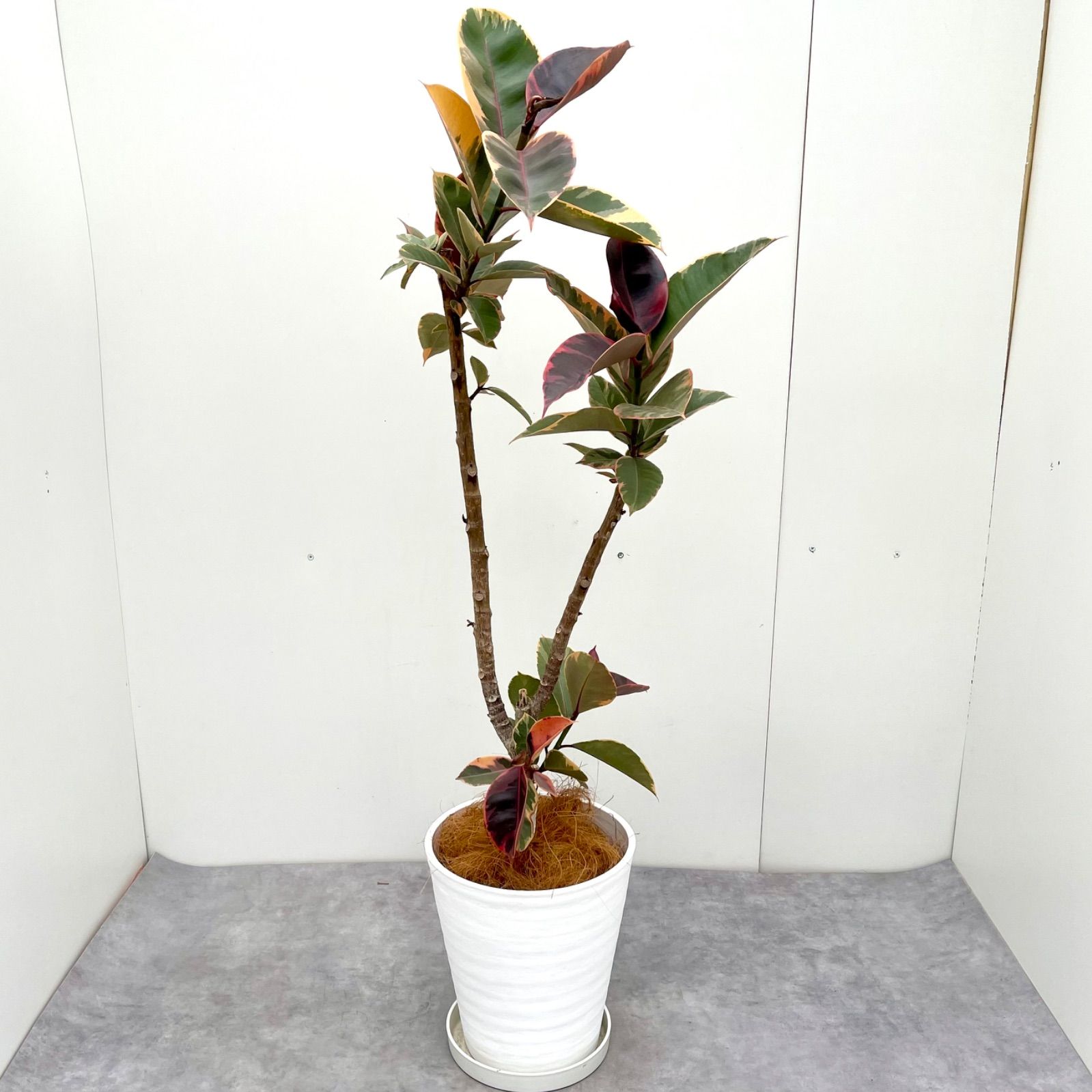 フィカス ルビー 曲がり 9【現品】観葉植物 室内 大型 組み入れ