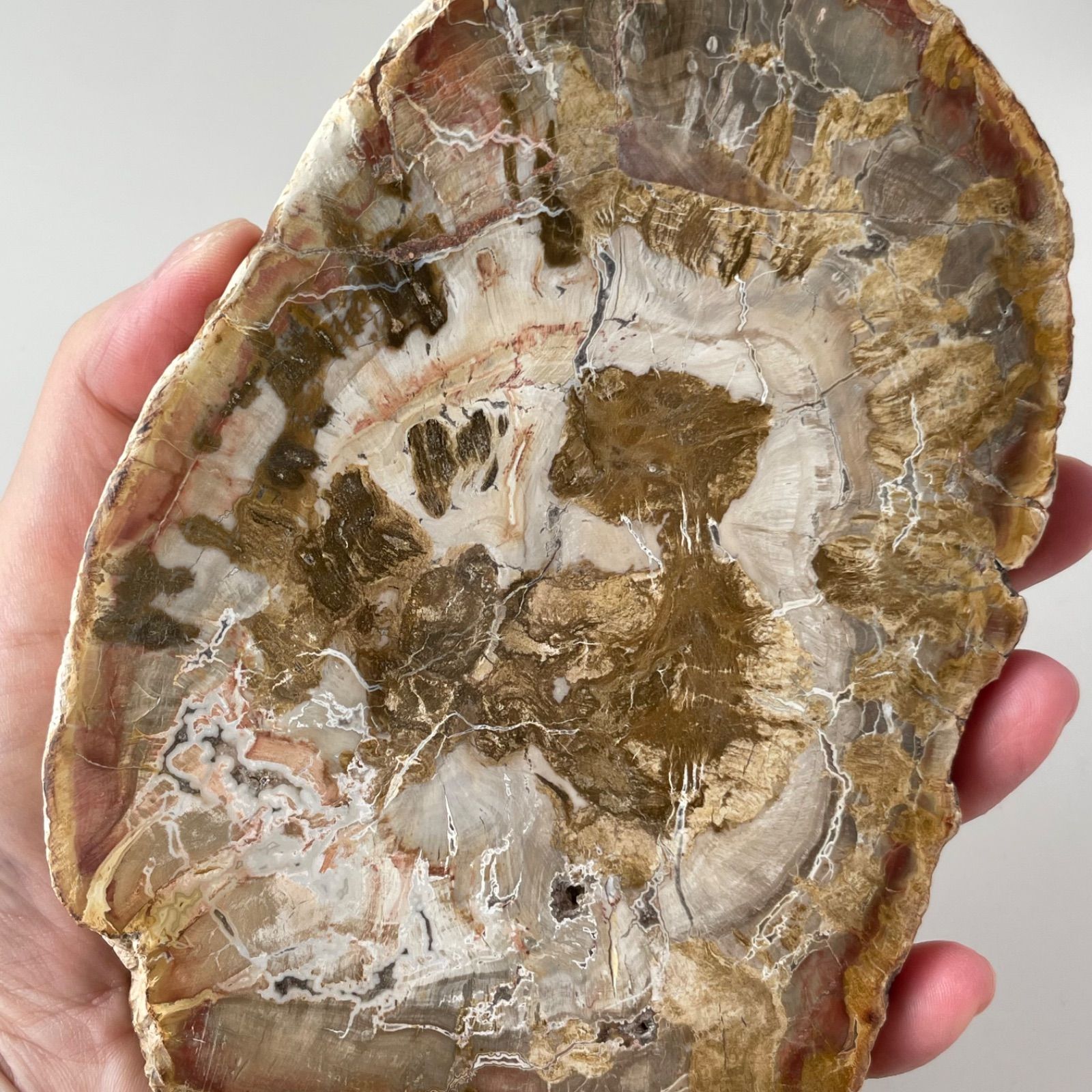 ペトリファイドウッド スラブ プレート