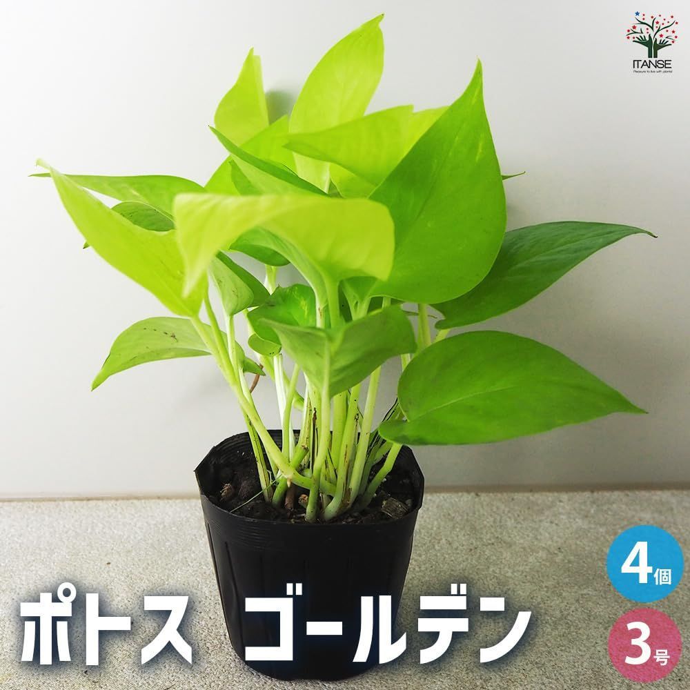 サトイモ科エピプレムヌム属 非耐寒性常緑つる性多年草