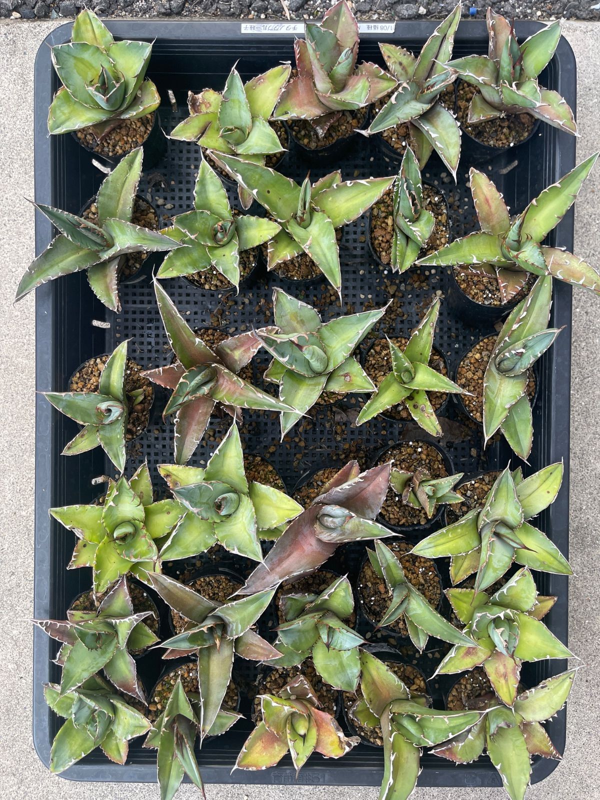 Agave titanota blue 実生 35苗