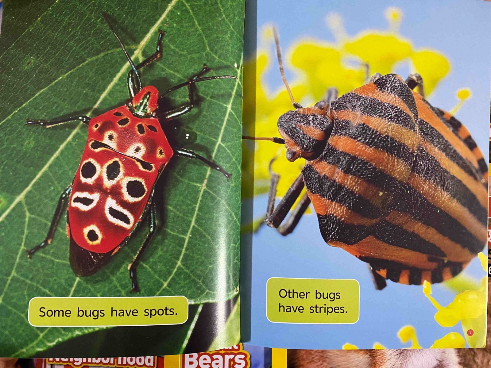 新品】national geographic Kids L1-L4 英語絵本114冊 マイヤペン対応