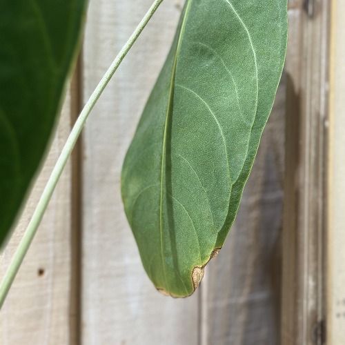 観葉植物 アンスリウム Anthurium sp. choco IA 3.5号硬質ポット(現品