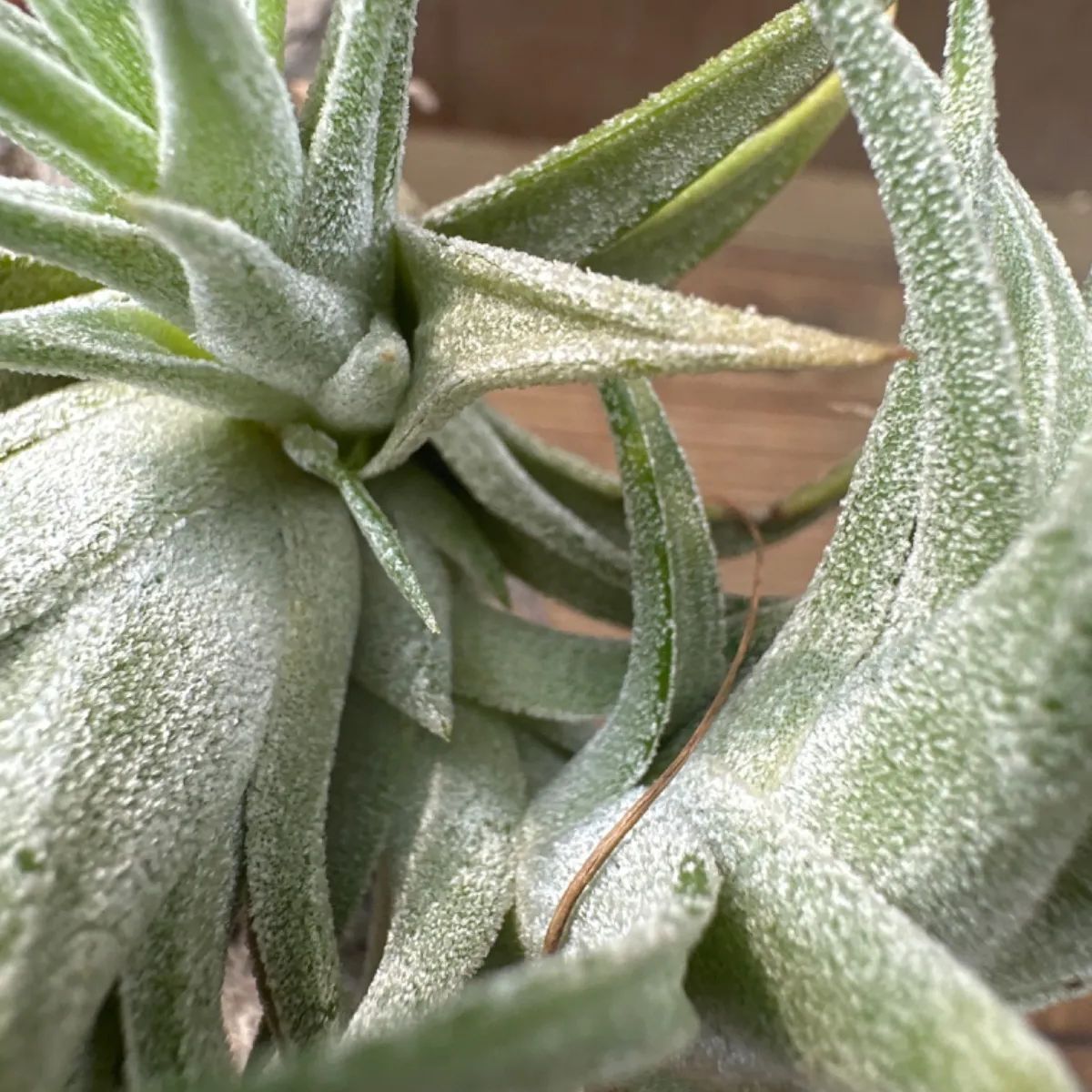 チランジア イオナンタ バンハイニンギー Tillandsia ionantha var.vanhyningii ティランジア エアプランツ  エアープランツ 現品 観葉植物 観葉 植物 珍奇植物 珍奇 珍しい レア 希少 ハンギング 吊るす 吊り下げ - メルカリ