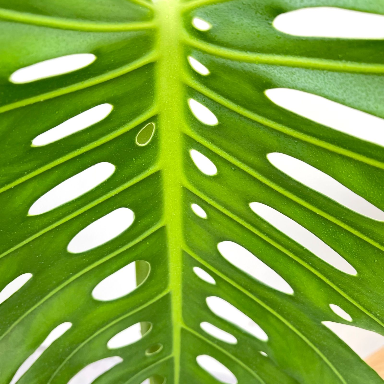［現品］【希少】63番　モンステラ　幹上がり　7号　観葉植物　室内　おすすめ 現品］【希少】63番 モンステラ 幹上がり 7号 観葉植物 室内