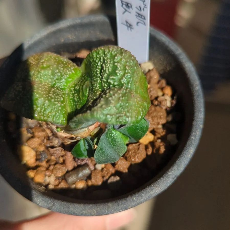 多肉植物 ガステリア ザラ肌臥牛 - メルカリ