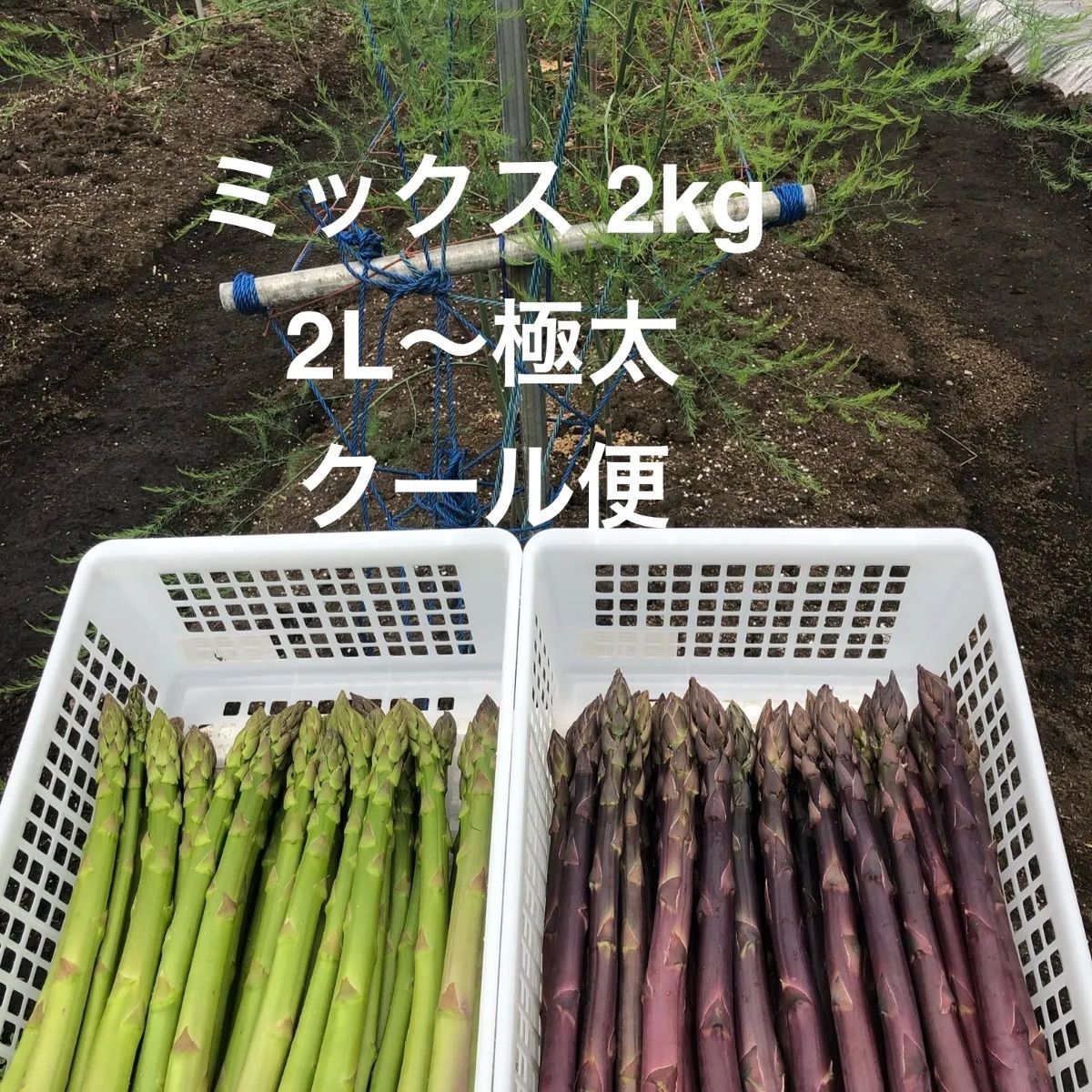 アスパラミックス2kg 紫1kg入り