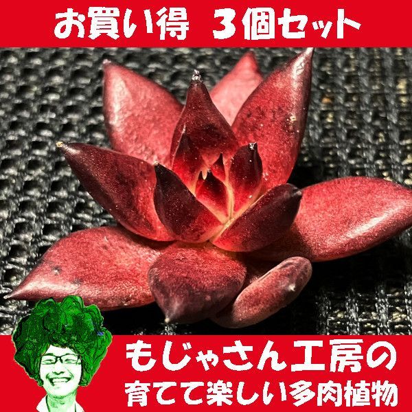 【もじゃさん工房】エケベリア ロメオルビン カット苗 3個セット 多肉植物-0