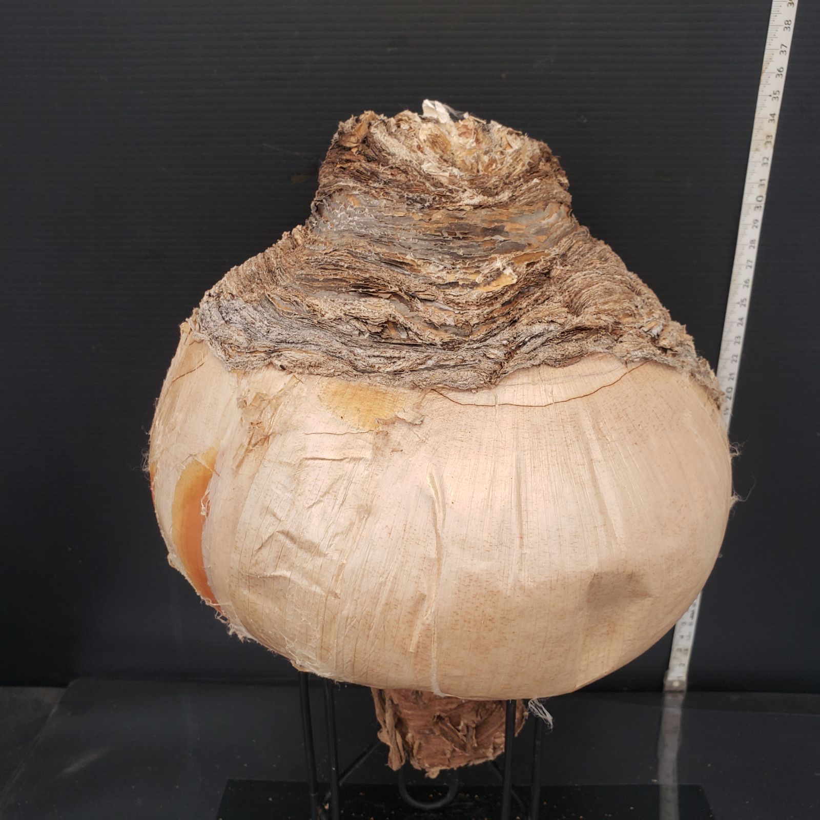 Z414 最新到着 Boophane ハエマンソイデス ML 現地球 抜き苗 球根植物 ブーファン ハエマンソイデス