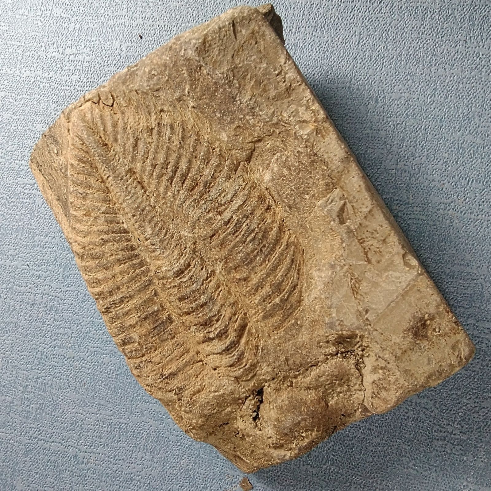 三葉虫　化石　Coronocephalus Coronocephalus gaoluoensis の展示中 || Museum of King-of