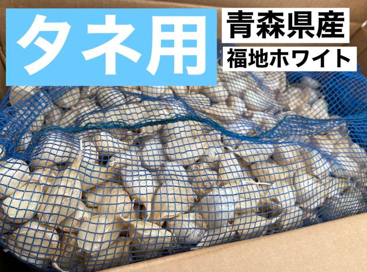 タネ にんにく 消毒済み MLサイズ 青森県産 福地ホワイト六片 種用ニンニク - メルカリ