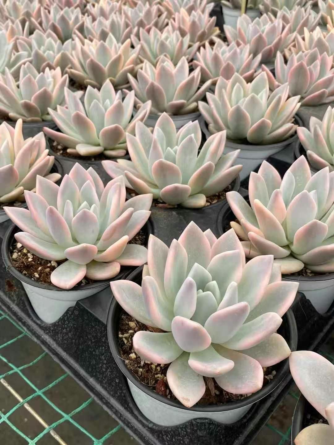 miyaさん つむぎ交配✡️ハル×つむぎ✡️ミヤ苗 命名同士 多肉 抜き苗 miyaさん つむぎ交配✡️ハル×つむぎ✡️ミヤ苗 命名同士 多肉