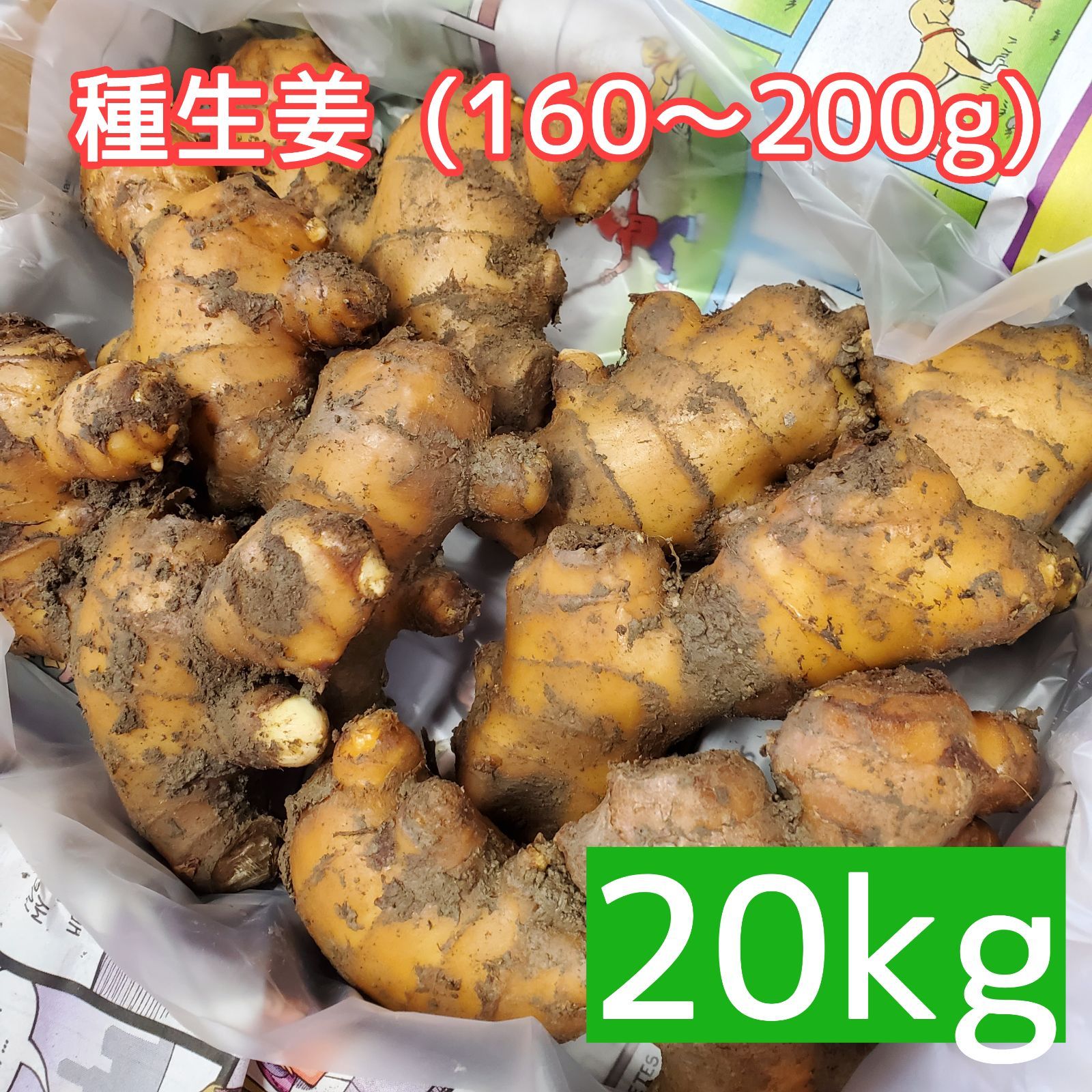 種生姜 土佐一 大生姜 約160g～200g 20kg