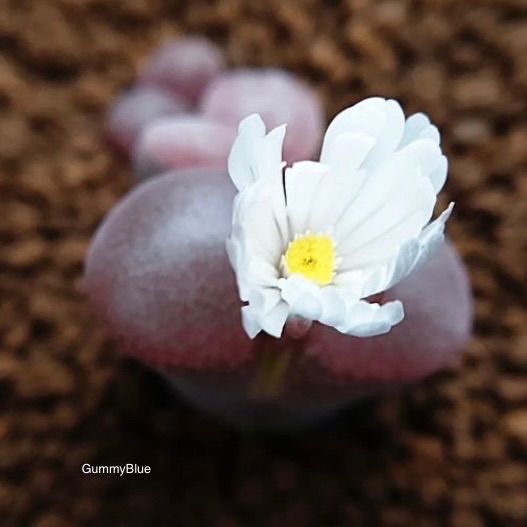 多肉植物 大型風鈴玉 Conophytum friedrichiae 種子 - メルカリ