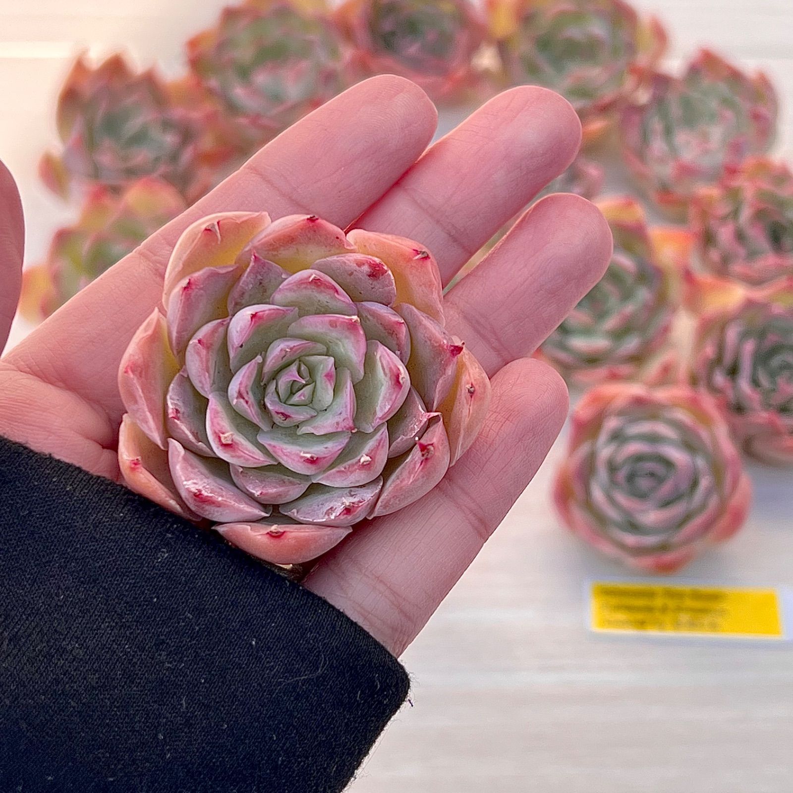 いいスタイル 多肉植物 ファイヤーフラワー チャンフィ苗 韓国苗 植物