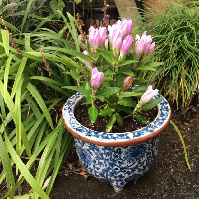 植木鉢】5号唐草丸【和風植木鉢 ミニ盆栽鉢 陶器 磁器】 - メルカリ