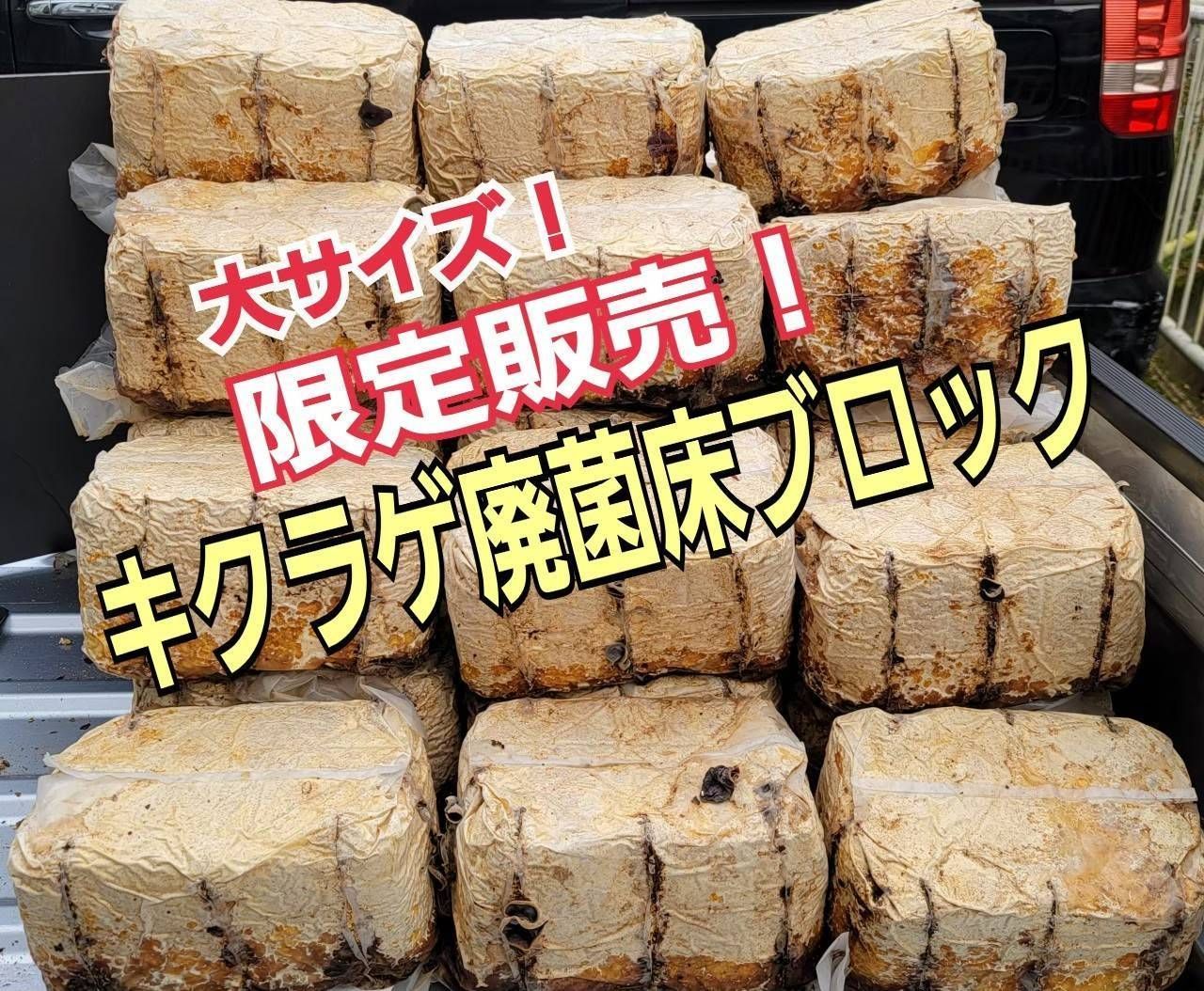 キクラゲ廃菌床【3ブロック】クワガタの産卵に！発酵マットに埋め込